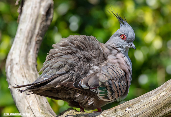 New Zealand dove 2