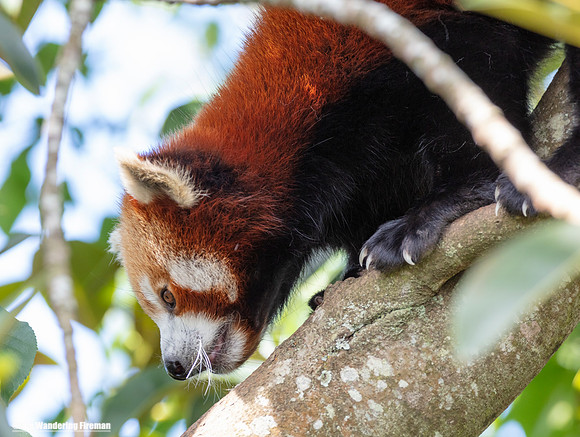 Red Panda of New Zealand