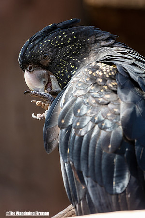 Red Tailed black Cockatoo of New Zealand