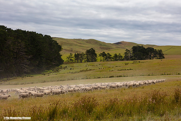 Sheep herding through a field in the north Island of New Zealand