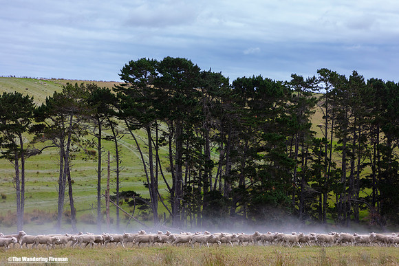 Sheep in a field in the north island of New Zealand
