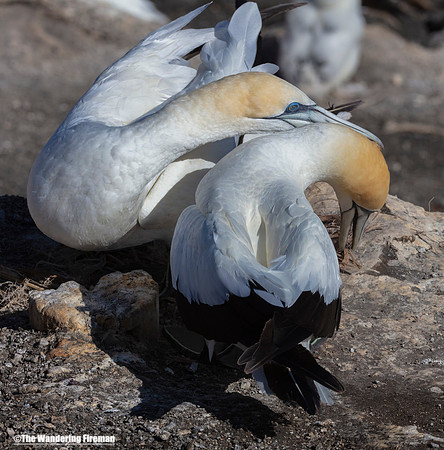 Two Gannets preen and cuddle in the colony of Muriwai New Zealand