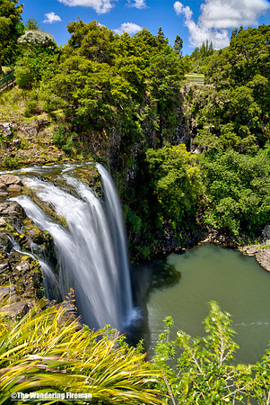 Whangarei Falls in the north island of New Zealand