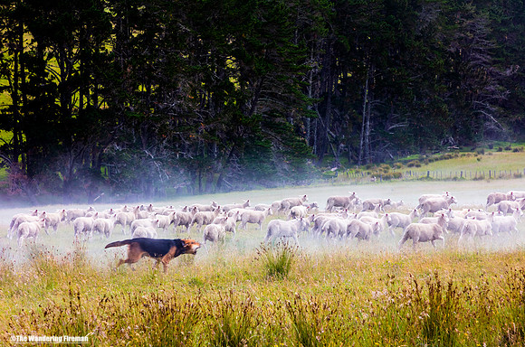 A dog herding sheep in the north island of New Zealand