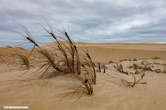 The Te Paki sand dunes of New Zealand