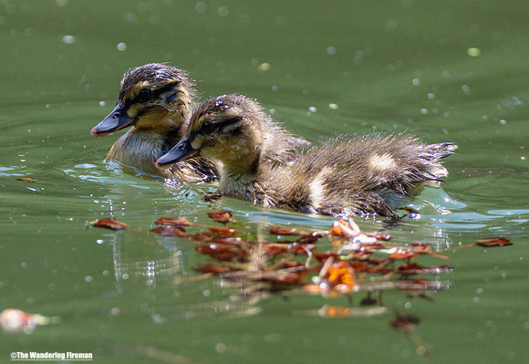 Baby duck in a pond of New Zealand