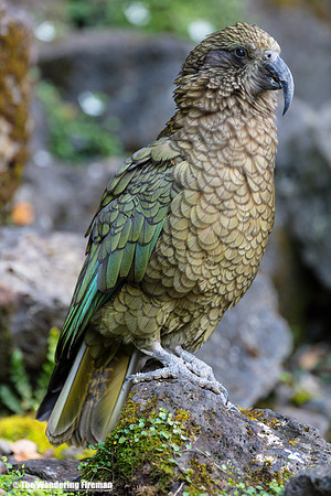 A Kea bird of New Zealand