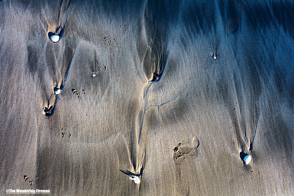 Seashells in the sand of New Zealand