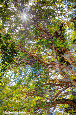Tane Mahuta is the largest Kauri tree in New Zealand