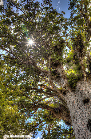 Tane Mahuta is the largest Kauri tree on the north island of New Zealand