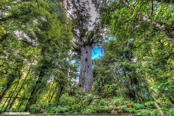 The giant Kauri tree Tane Mahuta in New Zealand