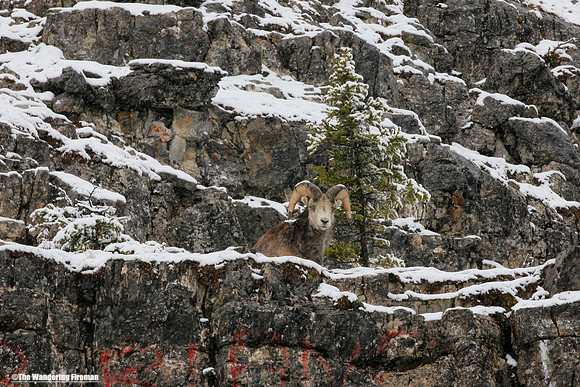 Wild Ram on a rocky ledge in the Yukon