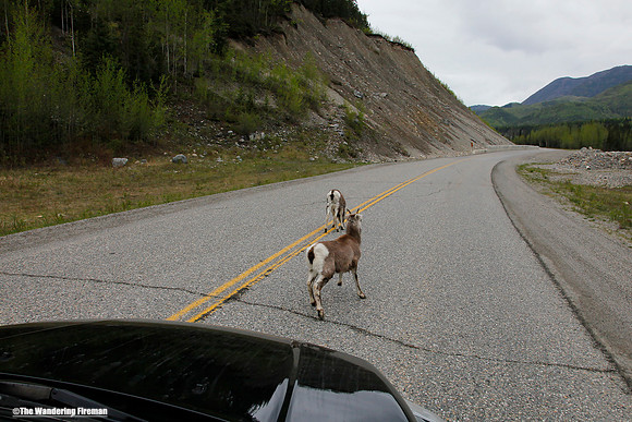 Wild rams blocking traffic on the Alaskan highway