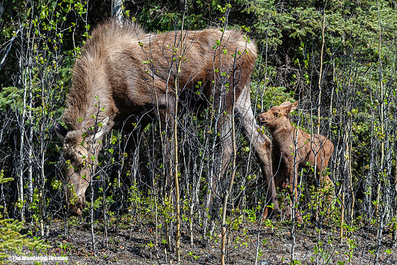 Moose cow and her calf