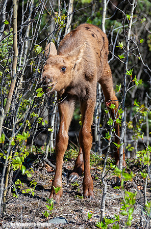 Moose calf