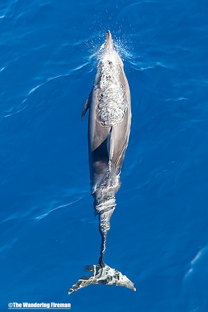 Spinner dolphin exhaling in Maui Hawaii