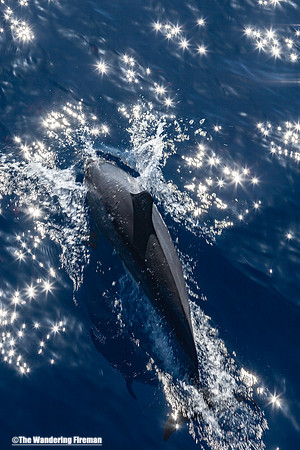 Spinner dolphin swimming in Maui Hawaii