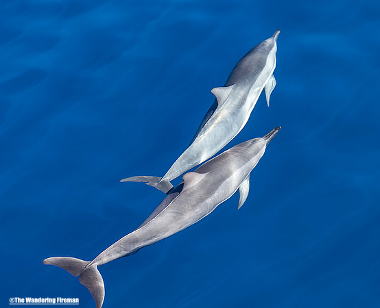 Two spinner dolphins in Maui Hawaii