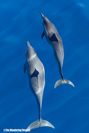 Two spinner dolphins swimming in Maui Hawaii