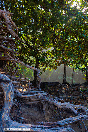 Tree roots in a beach in Kauai Hawaii