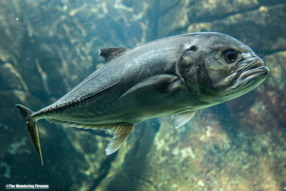 Fish in Oahu Hawaii aquarium