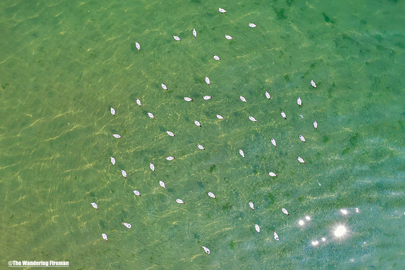 Seagulls on a lake