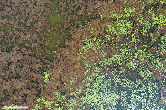 Swamp and lilly pads from above