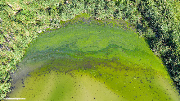 Swamp from above