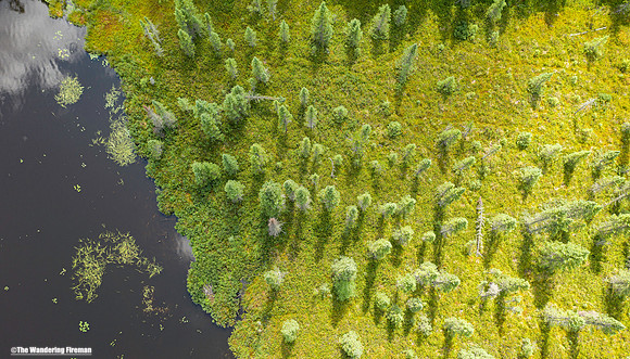Trees and swamp