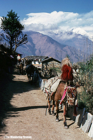 Mule train on the trail in Nepal