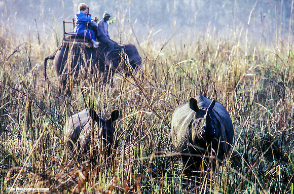 Wild Rhinoceros in Chitwan National Park in Nepal
