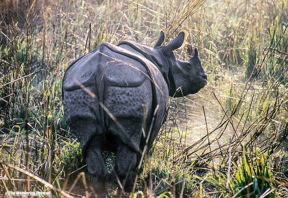 Wild Rhinoceros in Chitwan National Park Nepal