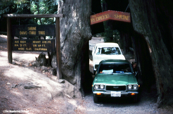 The Shrine Drive through tree in Myers Flat California