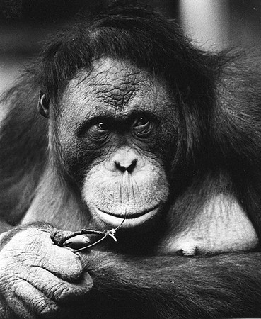 Puppi the Orangutan in the Toronto Zoo