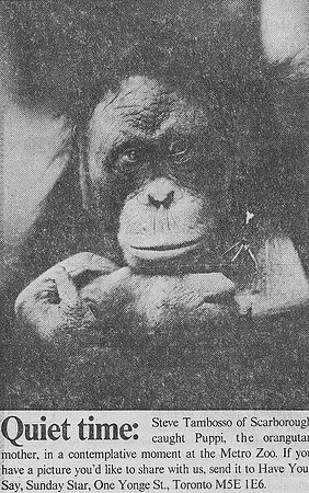 Toronto Star Have Your Say column of Puppi the Orangutan