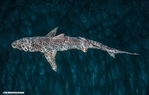 Galapagos shark at night