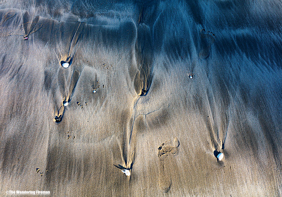 Sea shells in the sand of New Zealand