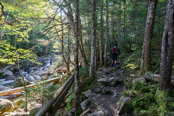 Hiking through the forest up Mount Washington in the White mountains of New Hampshire