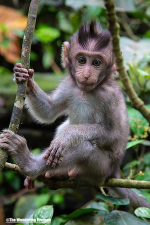 A baby Balinese long tailed monkey in Bali