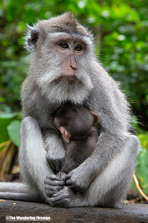 Adult mother Balinese long tailed monkey and her baby in Bali