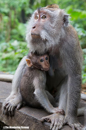Balinese long tailed monkey and her baby