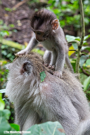 Baby monkey with mother in Bali Indonesia