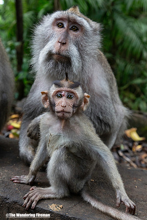 Adult Balinese long tailed monkey and child
