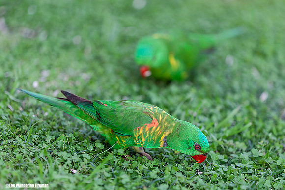 Beautiful Australian parakeets