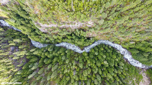 Forest and River in British Columbia Canada