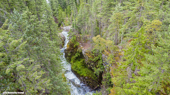 Forest in British Columbia Canada
