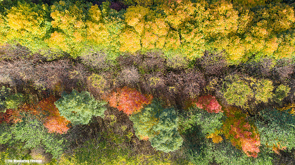 Fall seaon colours of the trees in Ontario