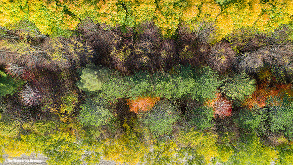 Fall Colours in Ontario