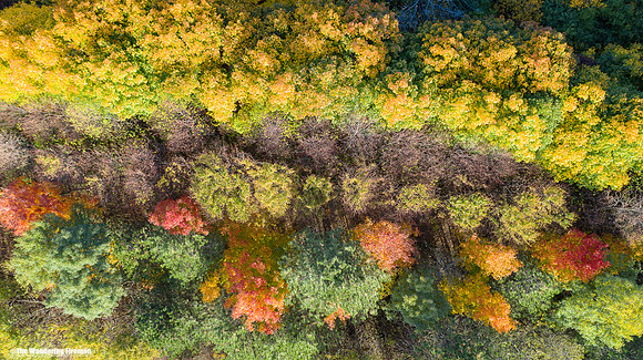 Ontario Fall seaon and coloured trees