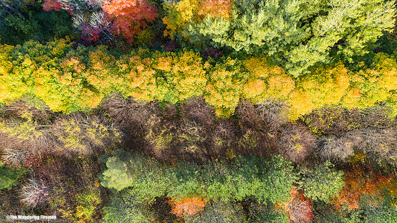 Scenic tree colours of fall in Ontario